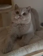 Aristocat, British Shorthair fawn, les pattes posées sur son arbre à chat