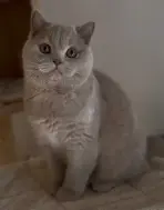 Portrait d’Aristocat, British Shorthair fawn, sur son arbre à chat