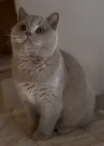 Aristocat, British Shorthair fawn, assis et regardant vers le haut