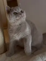 Aristocat, British Shorthair fawn, de trois quarts sur son arbre à chat
