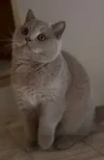 Aristocat, British Shorthair fawn, regardant de côté