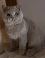 Aristocat, British Shorthair fawn, de face dans la maison