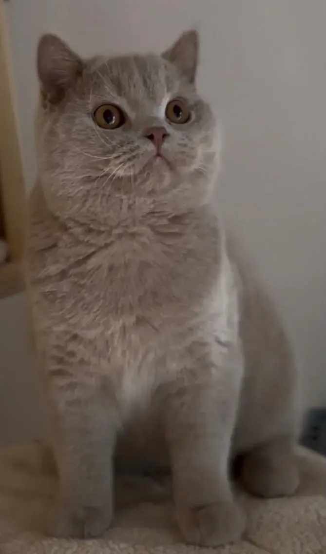 Aristocat, mâle British Shorthair fawn de Plump Fluffy Cub’s