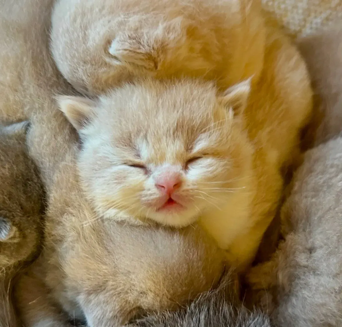 Accueillir un chaton British Shorthair : les premiers repères
