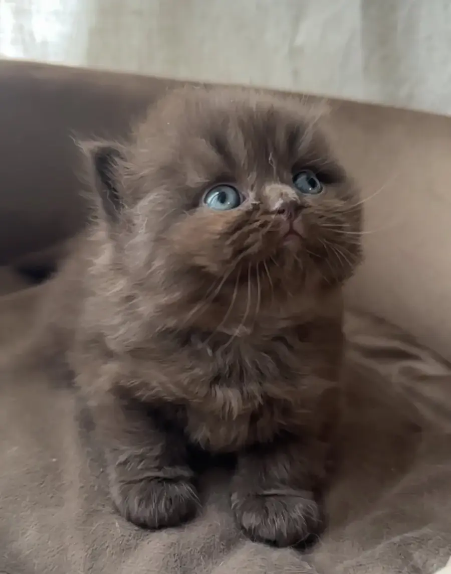 Chaton British Shorthair chocolat de quelques semaines, yeux encore bleus