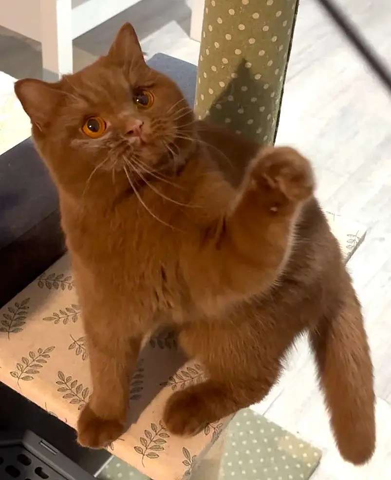 Cinnamon chez le British Shorthair, photo 4