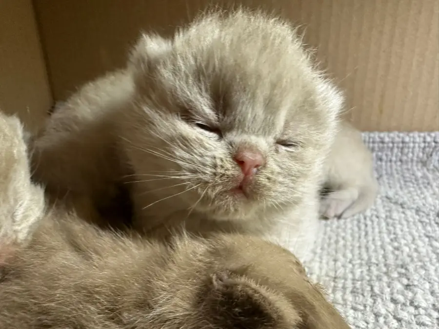 Très jeune chaton British Shorthair fawn endormi contre sa fratrie
