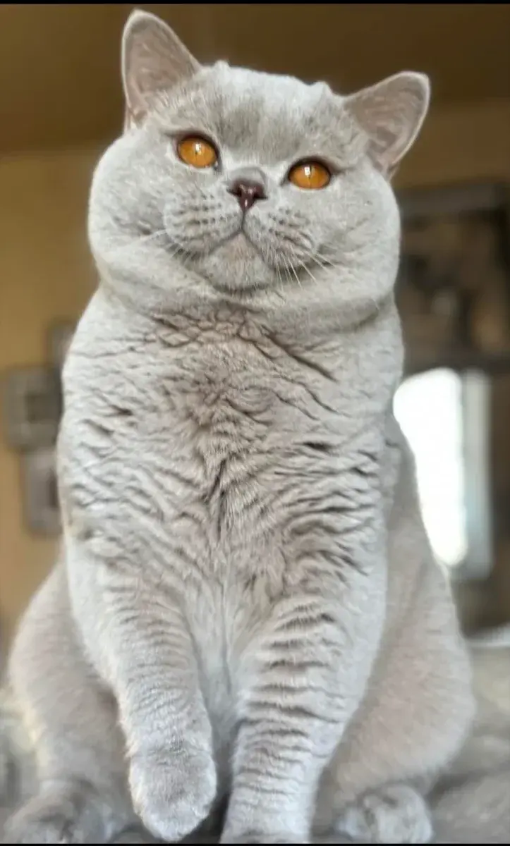 British Shorthair adulte à la robe fawn, beige sable, yeux ronds cuivrés