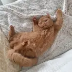 Fluffy, British Shorthair cinnamon en mouvement