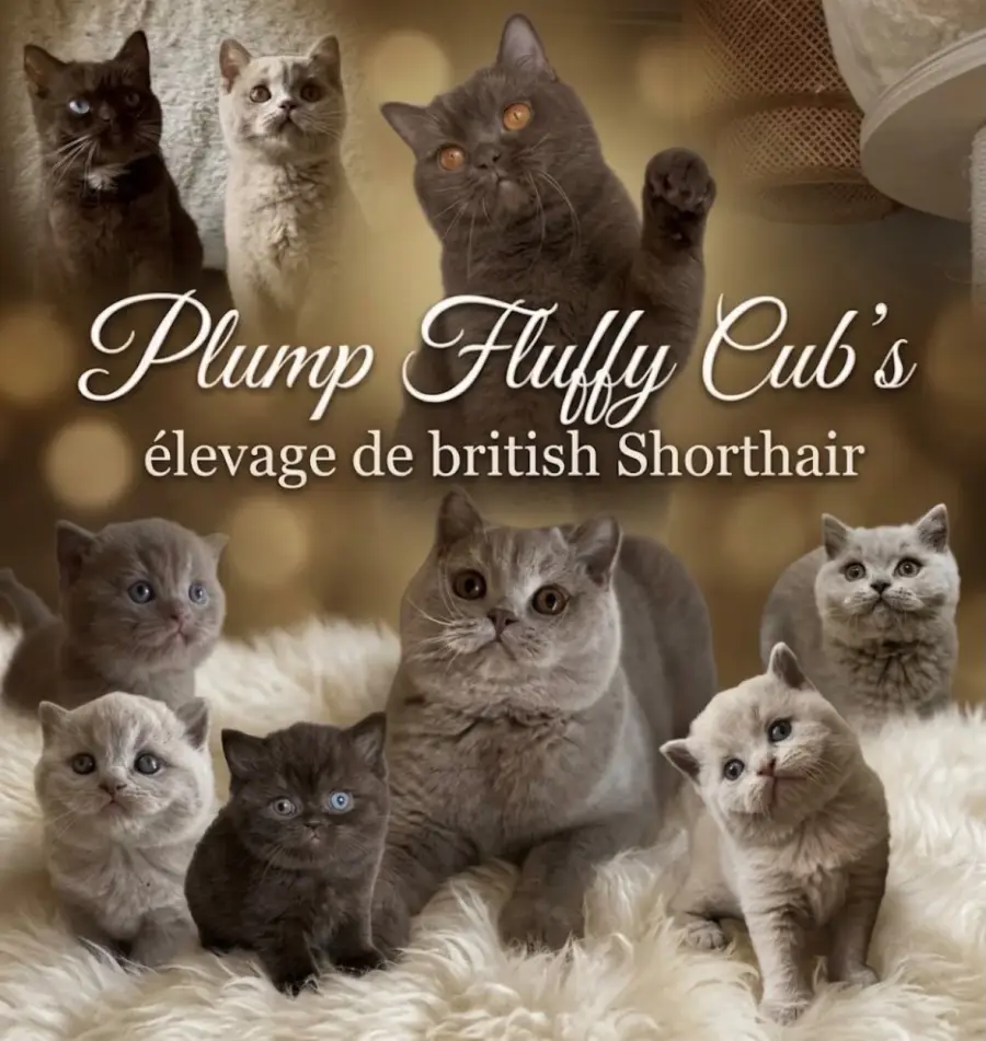 Montage des British Shorthair de Plump Fluffy Cub’s réalisé par Marie