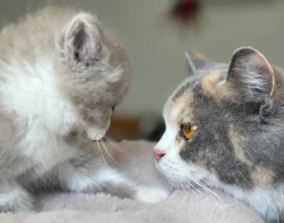Deux British Shorthair face à face