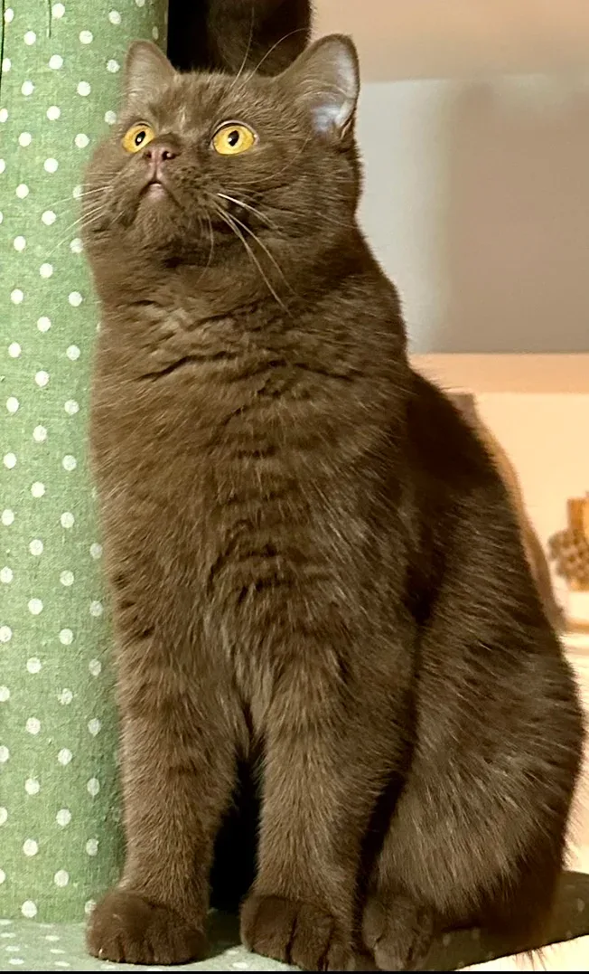 Wistiti, femelle British Shorthair cinnamon