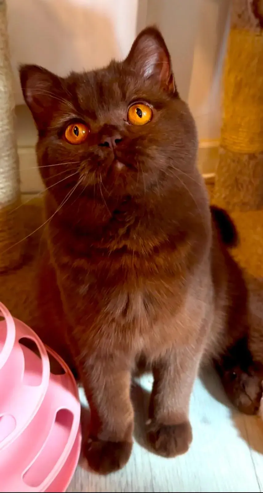 Yeliz, femelle British Shorthair chocolat