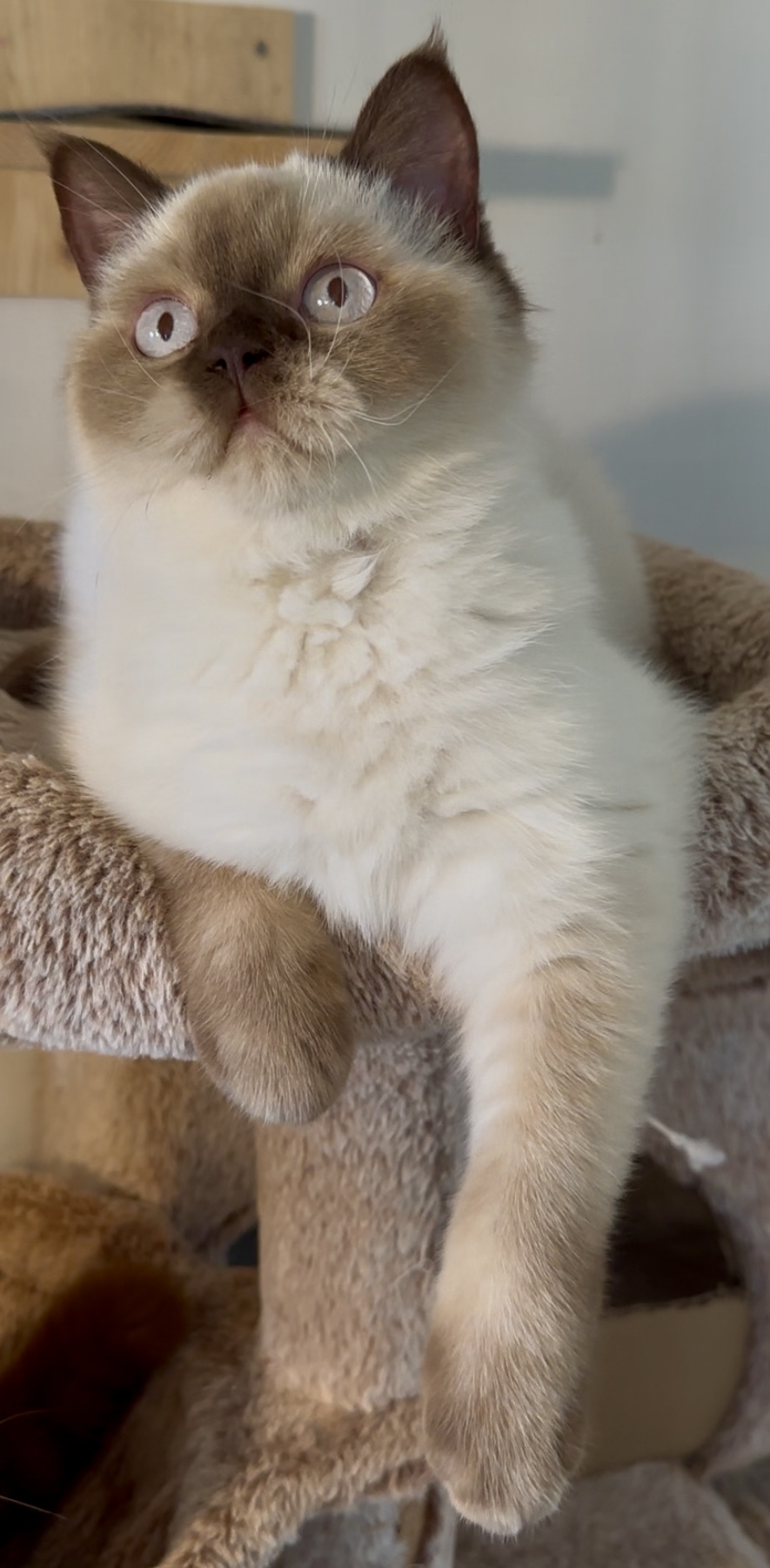 British Shorthair colorpoint aux yeux bleus - Élevage British Shorthair LOOF Plump Fluffy Cub's