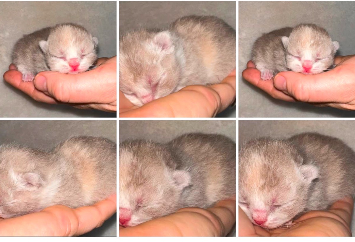 Alaska British Shorthair