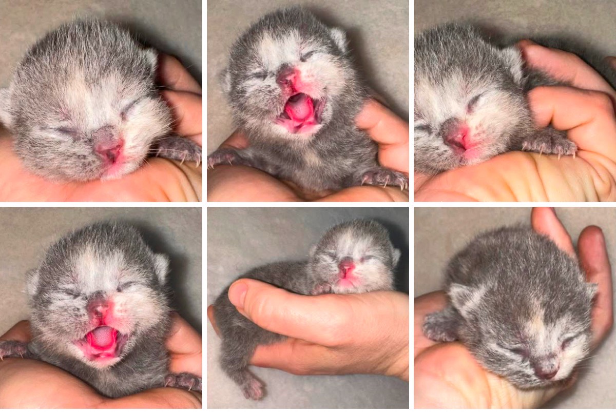 Anaia British Shorthair