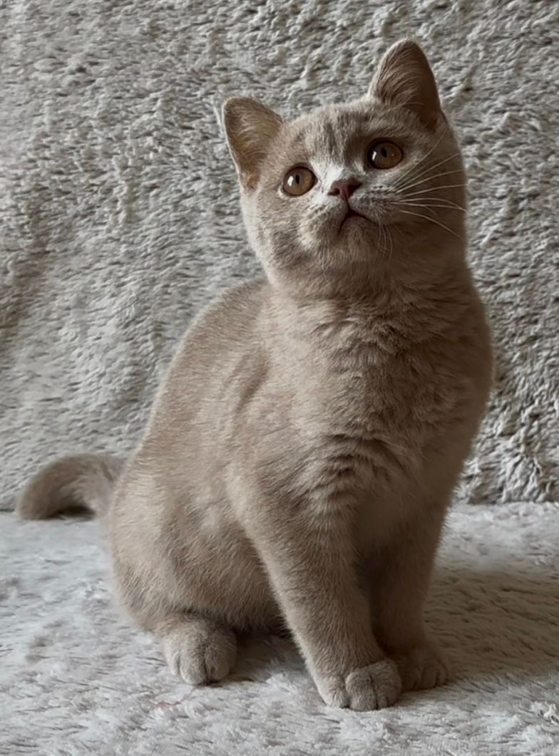 Aristo British Shorthair lilas