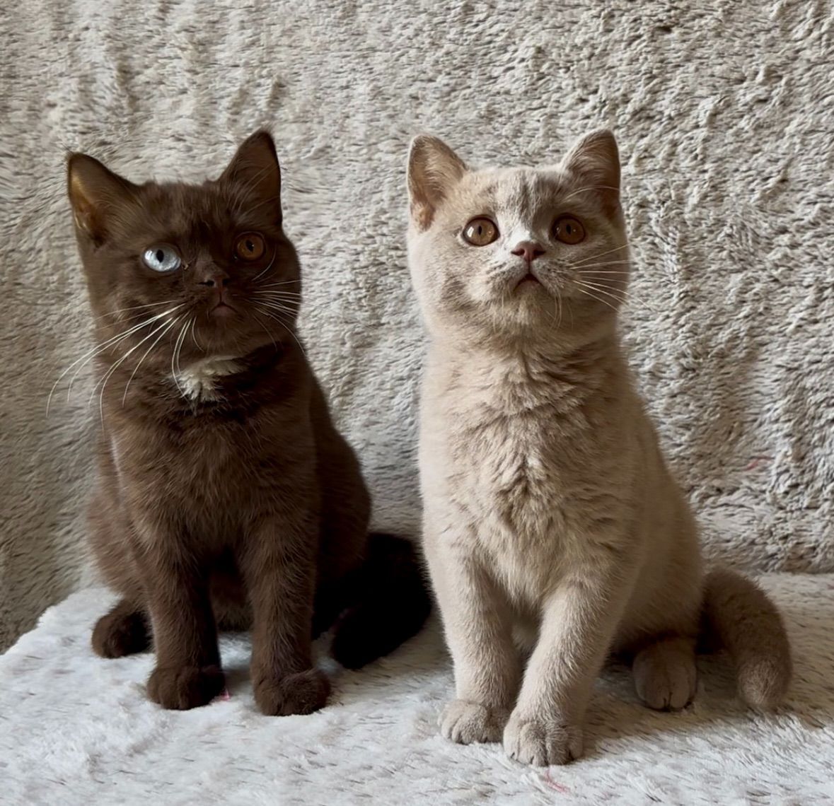 Chaton British Shorthair chocolat yeux vairons pedigree LOOF - Élevage Plump Fluffy Cub's
