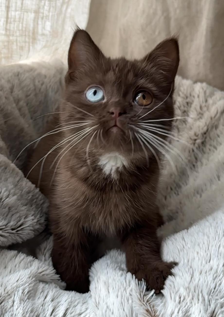 Atypie – Reproductrice British Shorthair chocolat aux yeux vérons (cuivre et bleu), issue d’un élevage familial en France