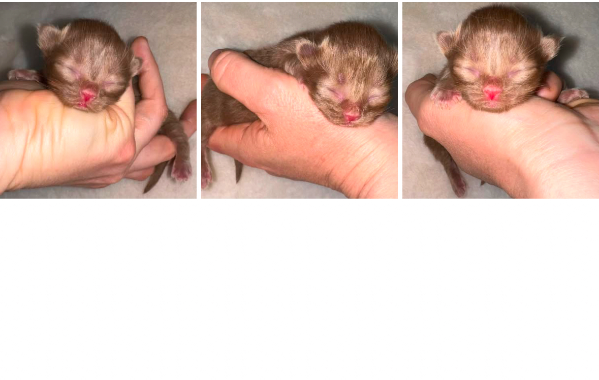 Aura British Shorthair