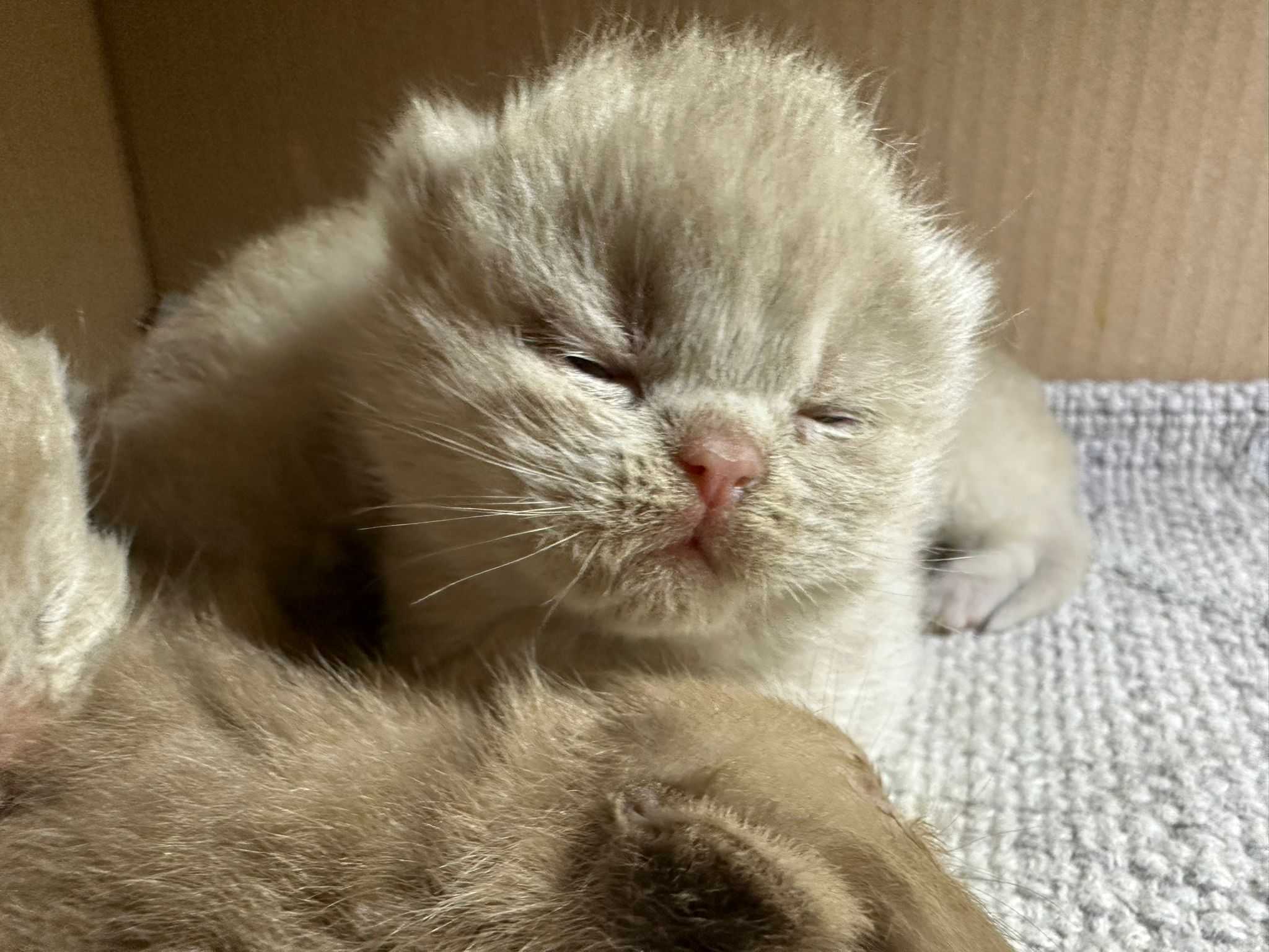 Chaton British Shorthair Fawn 3 semaines disponible élevage LOOF