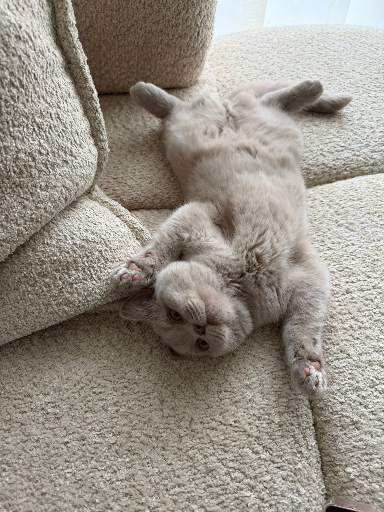 British Shorthair lilas en famille