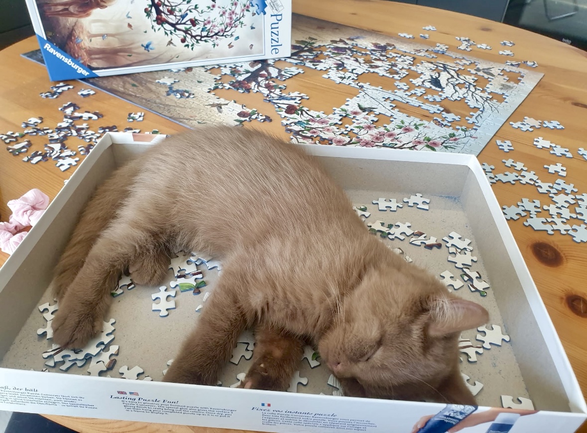 Chaton British Shorthair cinnamon endormi dans boîte puzzle - Tempérament calme race British Shorthair