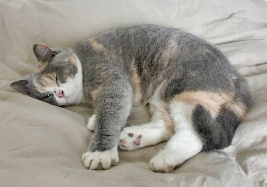 British Shorthair bleu crème Rosie en pleine sieste - Guide premiers pas chaton British Shorthair LOOF