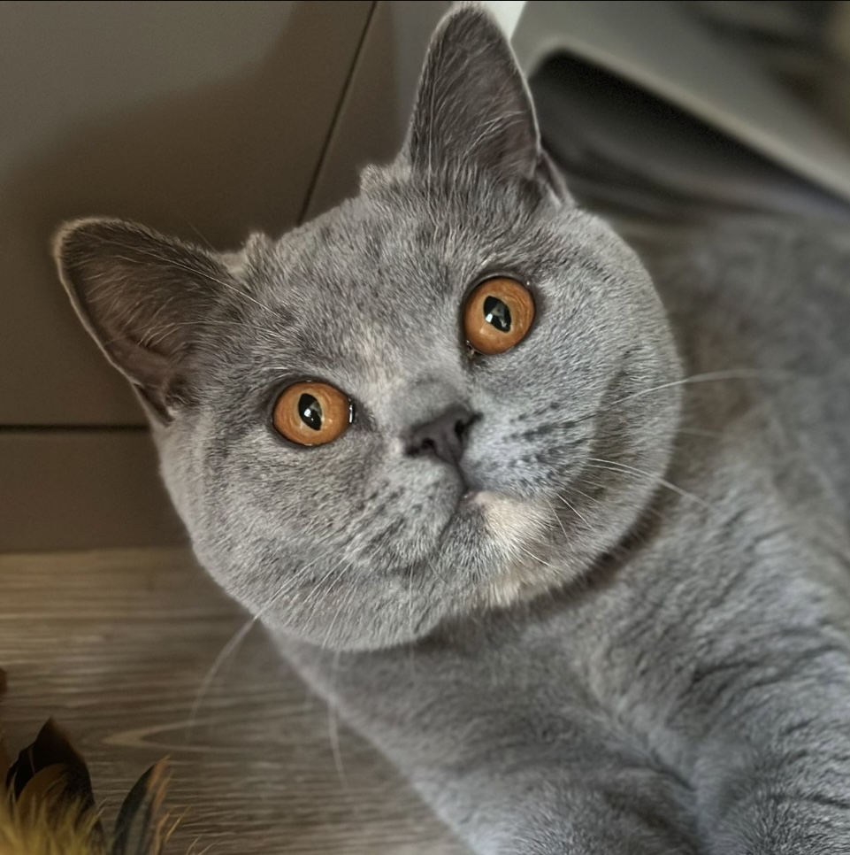 British Shorthair bleu au regard cuivré - Histoire race British Shorthair LOOF
