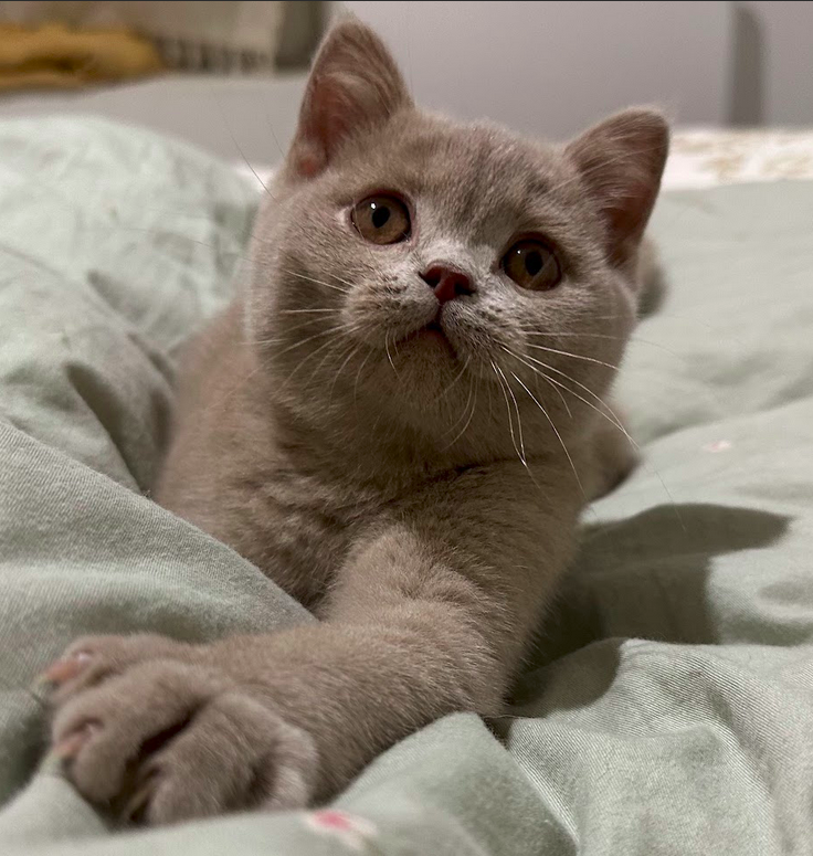 British Shorthair chaton lilas 