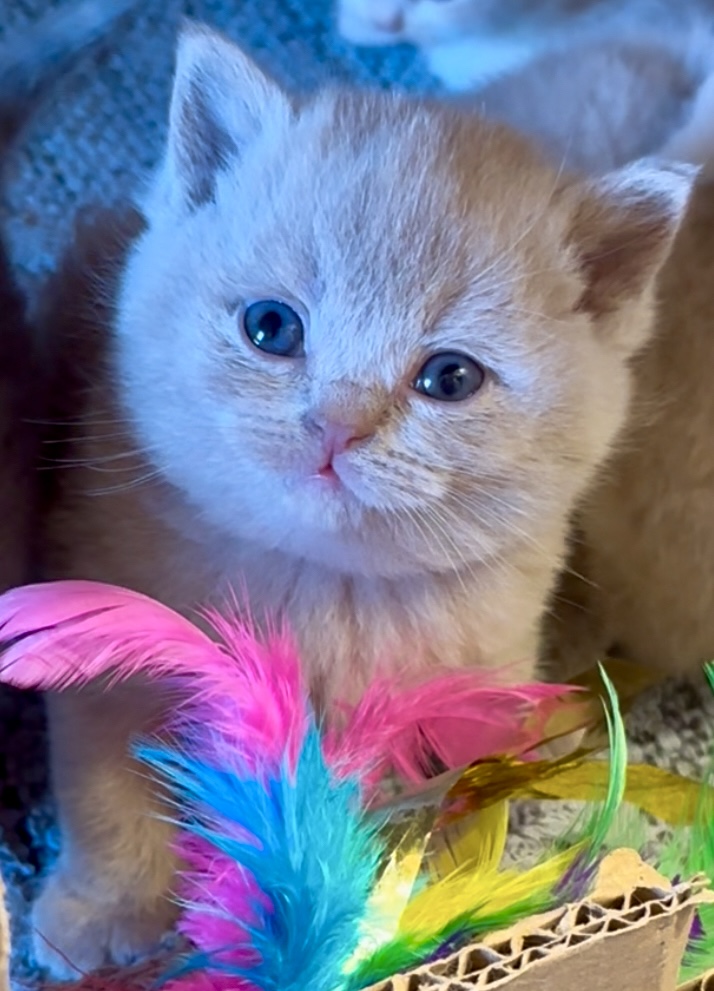 British Shorthair chaton