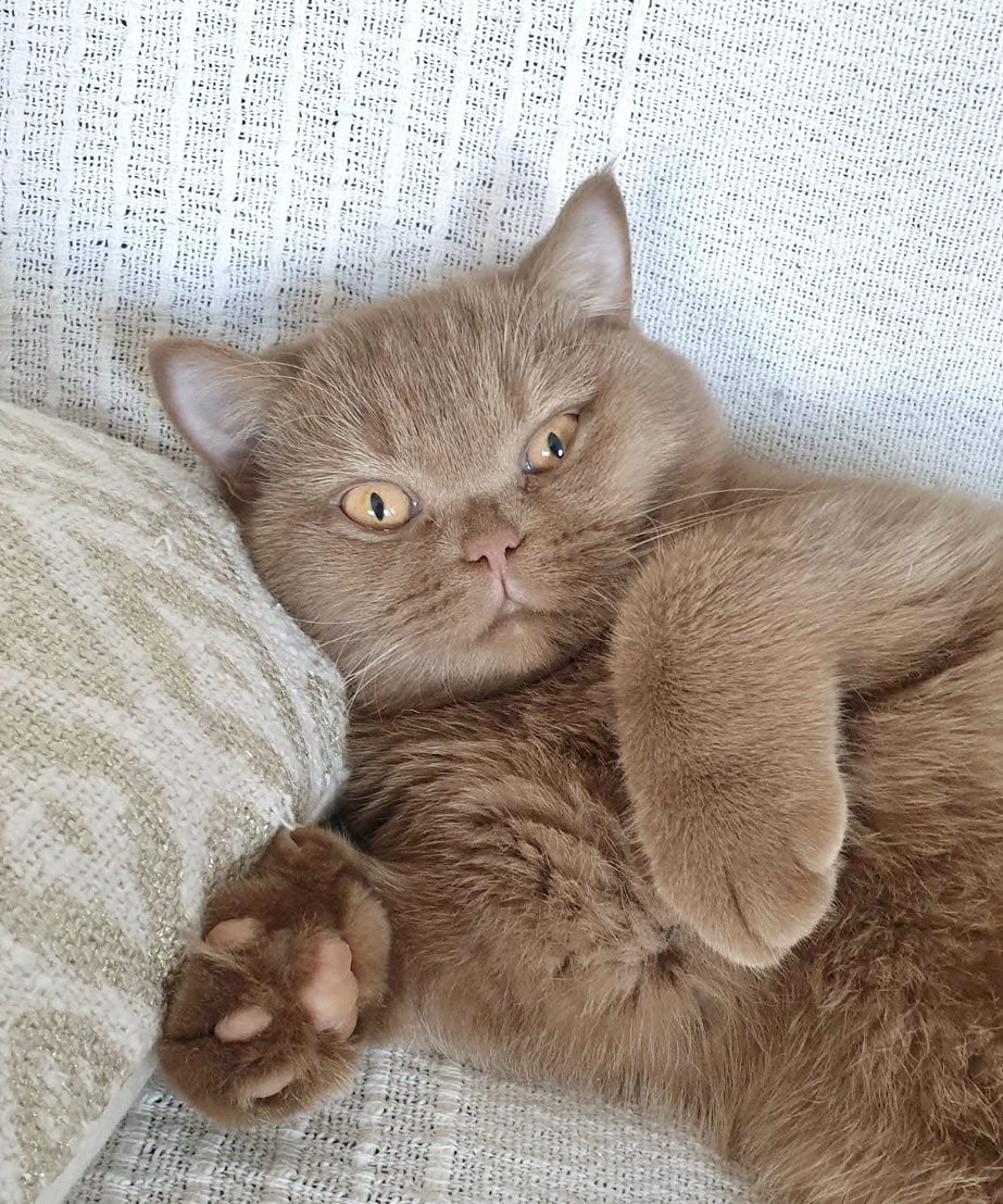 Chat cinnamon British Shorthair Uliana