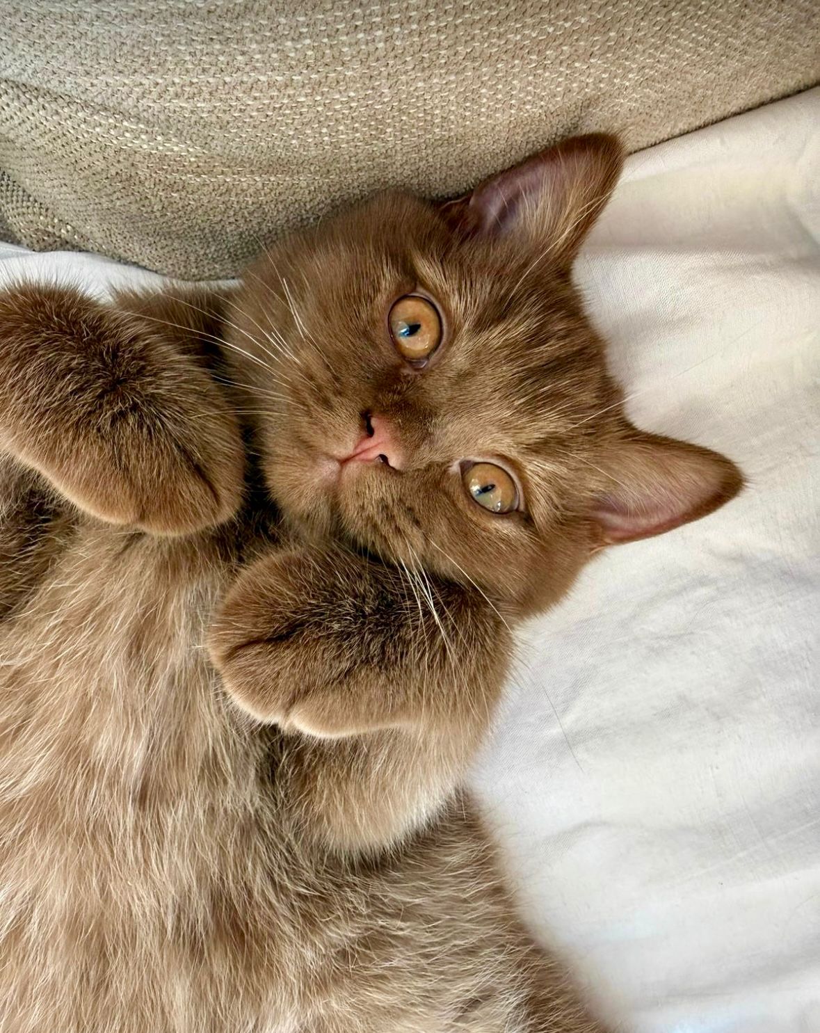 British Shorthair février 2026