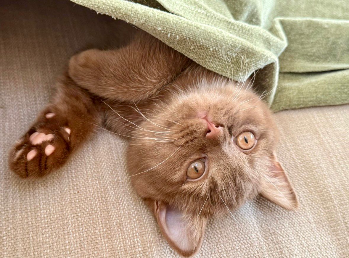 British Shorthair février 2026