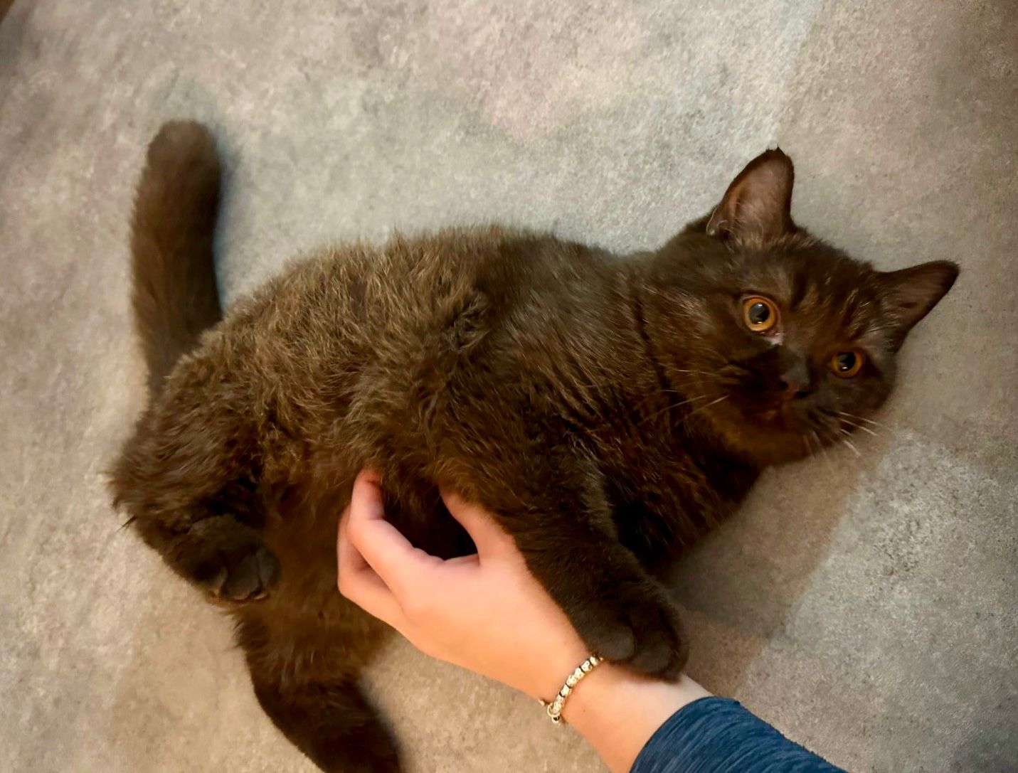 British Shorthair février 2026