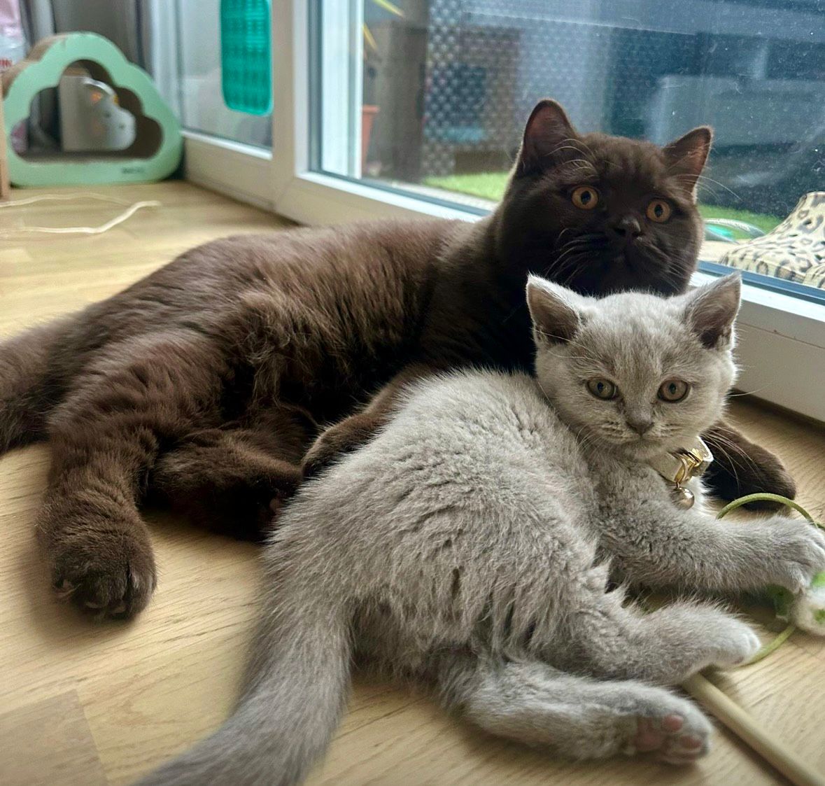 British Shorthair février 2026