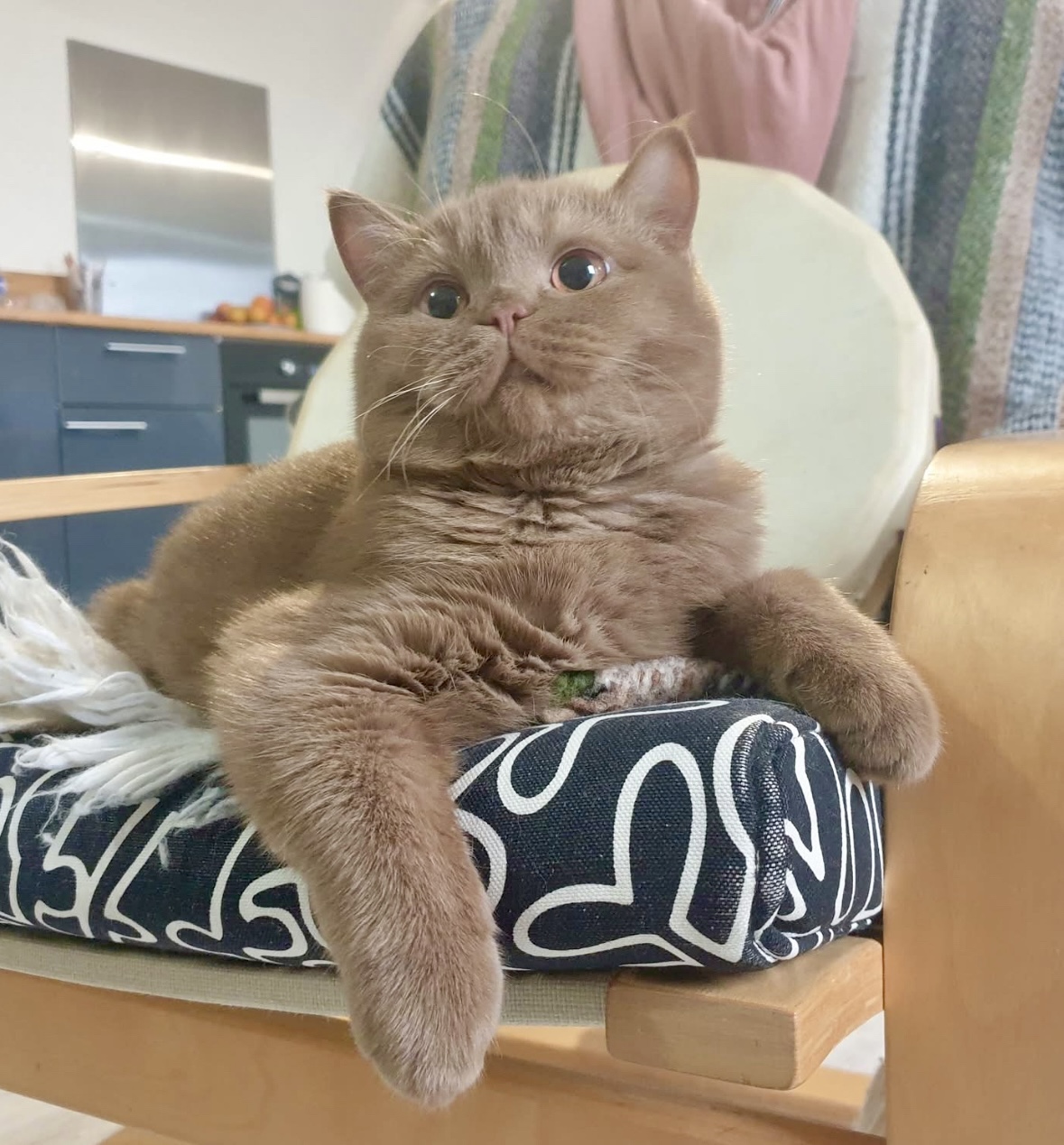 Fluffy British Shorthair fun