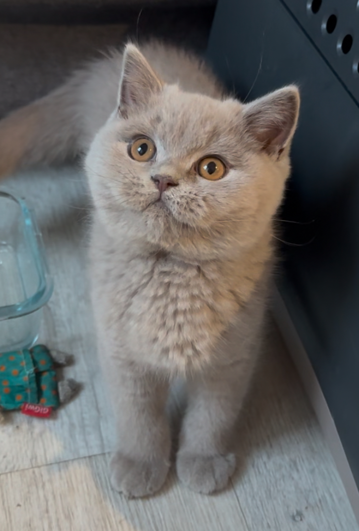 British Shorthair lilas LOOF Zoé - Chatons British Shorthair lilas pedigree disponibles