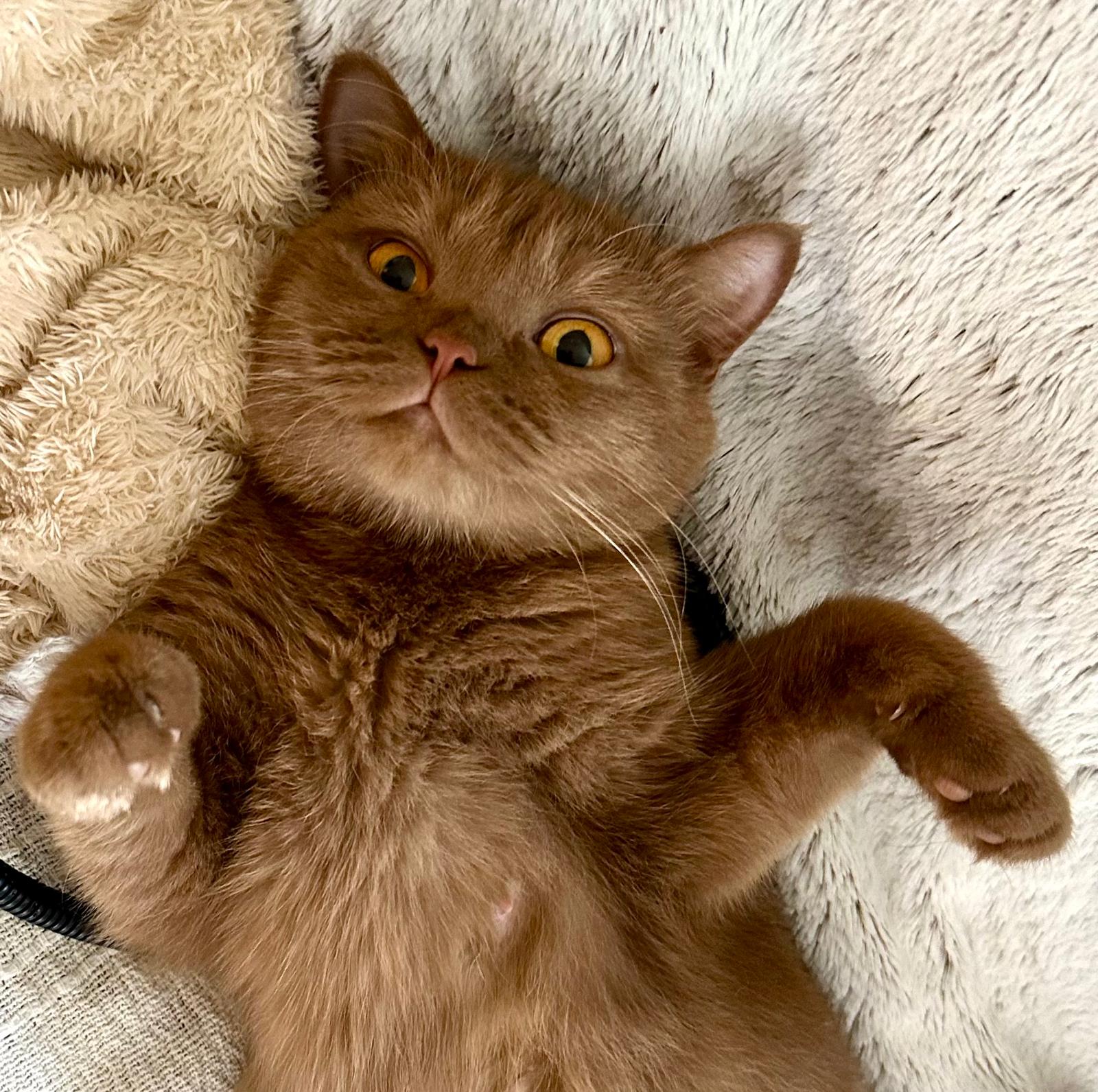 Chaton British Shorthair relax allongé - Plump Fluffy Cub's