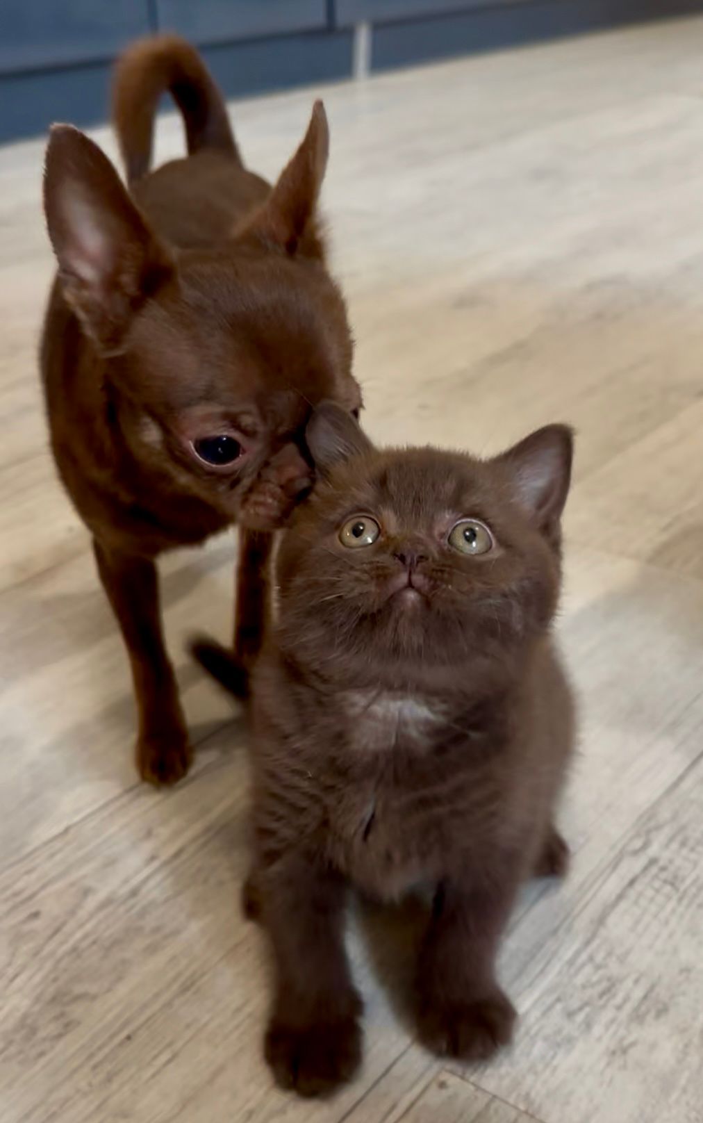 Chaton British Shorthair LOOF avec chihuahua - Élevage familial et socialisation précoce multi-espèces - Chatons équilibrés