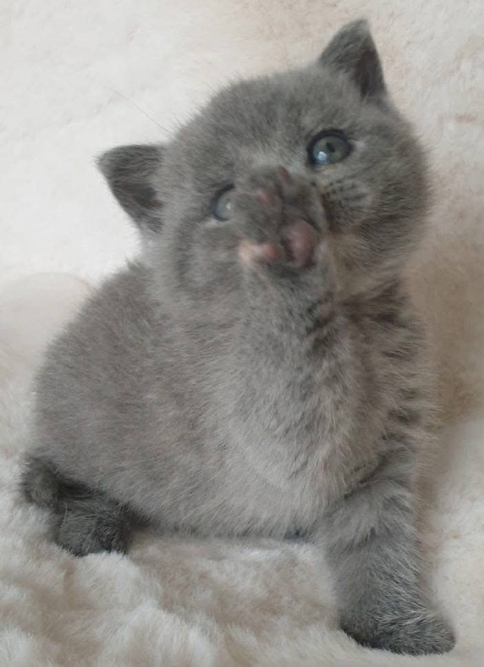 British Shorthair traditionnel bleu - Morphologie typique de la race