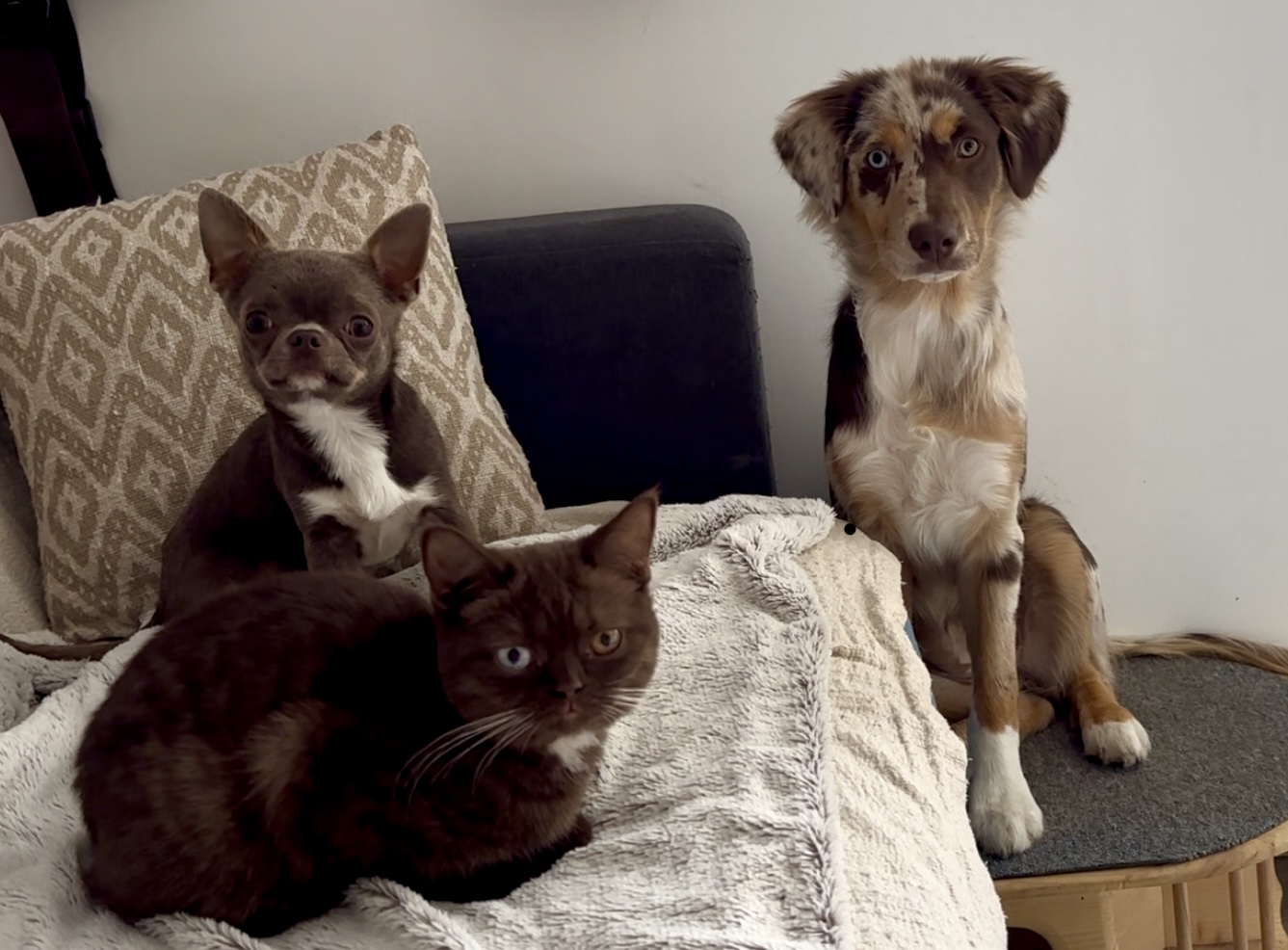 British Shorthair avec chiens - Tempérament sociable race British Shorthair famille