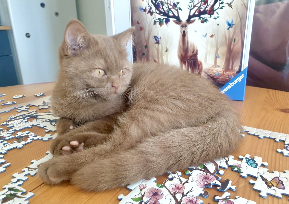 Chaton British Shorthair en situation de jeu éducatif - Formation comportementale