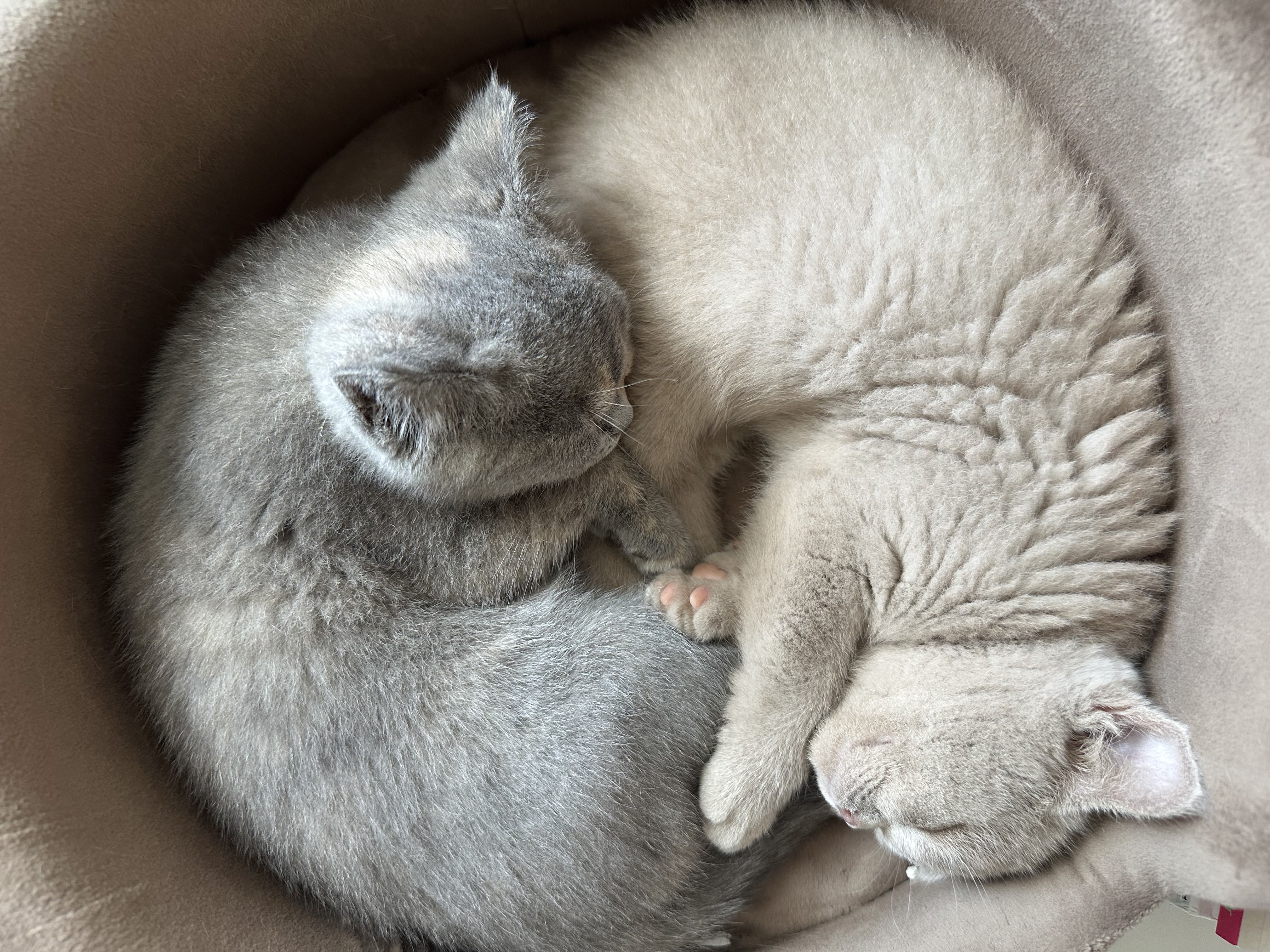 Chaton British Shorthair Plump Fluffy Cub's - Élevage LOOF