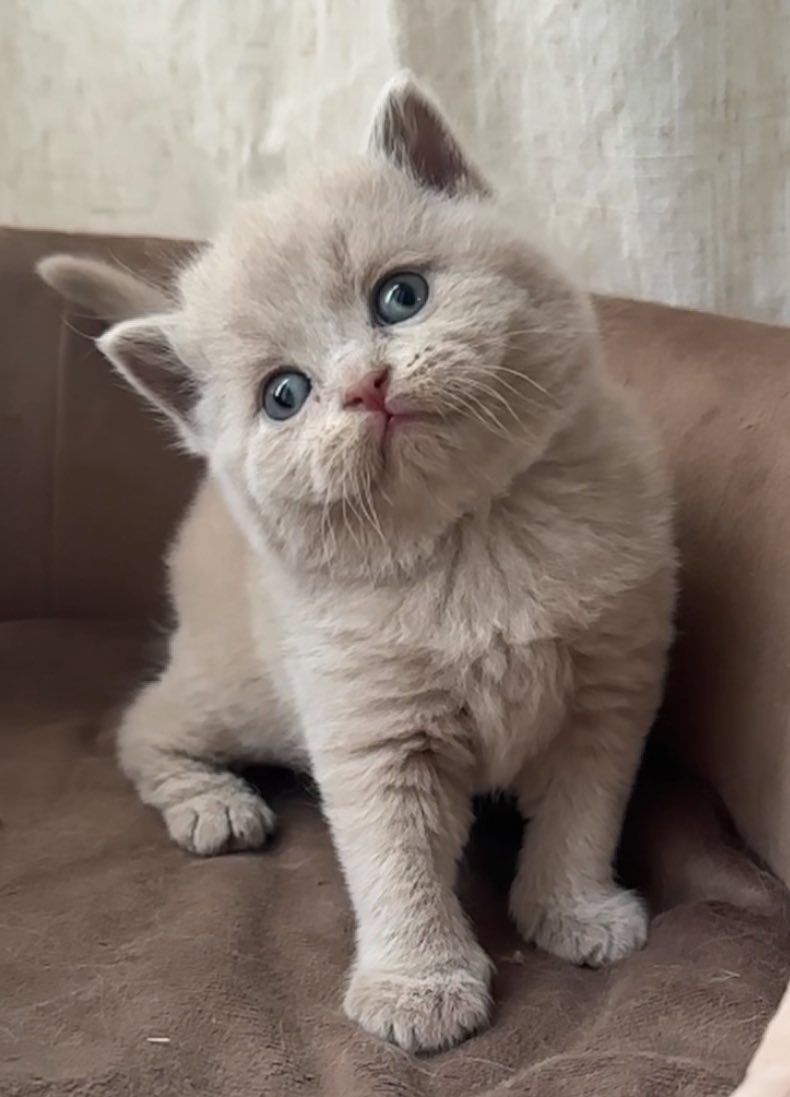 Chaton British Shorthair lilas yeux bleus LOOF - Chatons British Shorthair disponibles