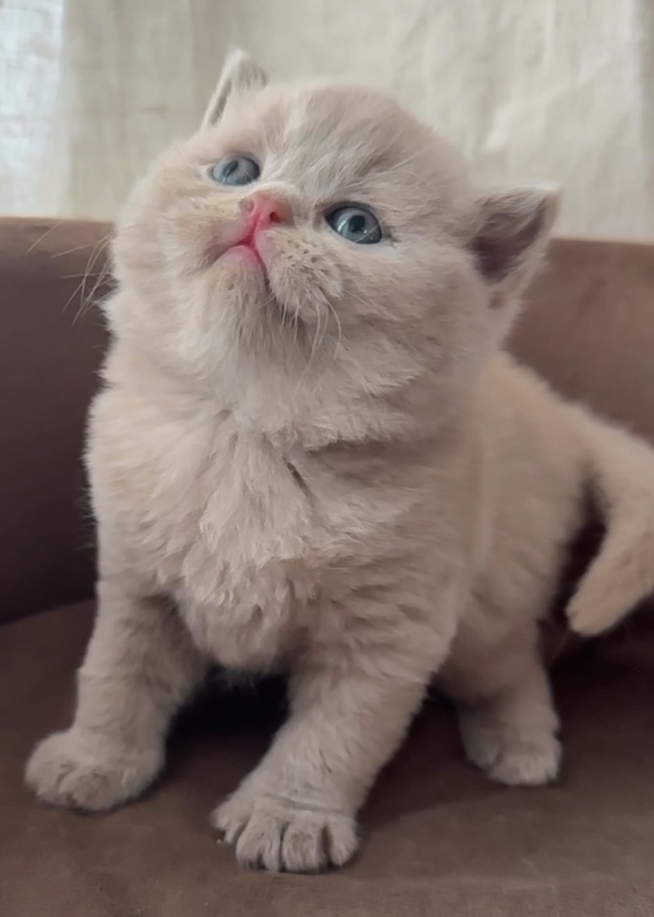 Chaton British Shorthair lilas