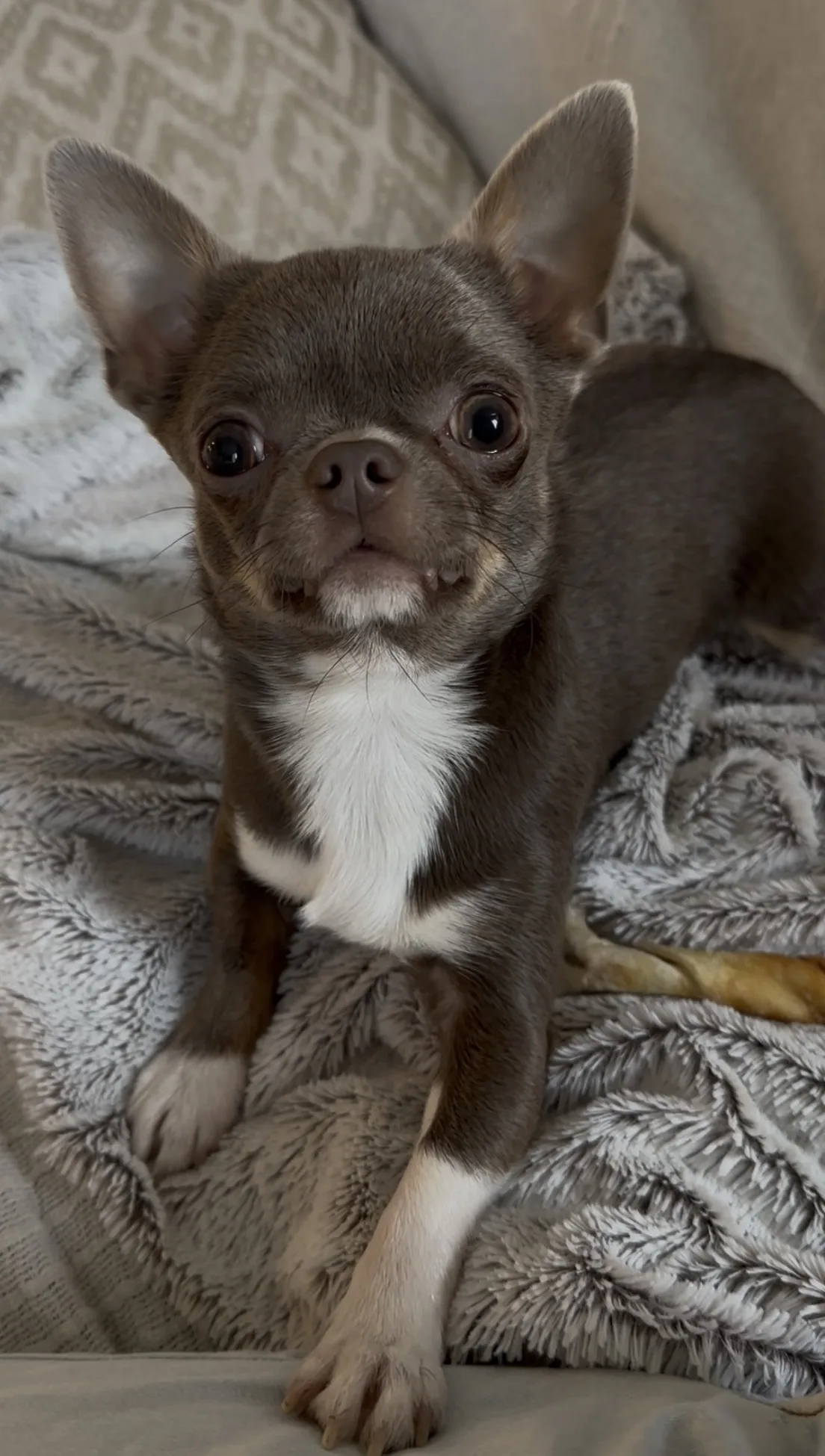 Chihuahua apple face blue chocolate tan — élevage Plump Fluffy Cub's