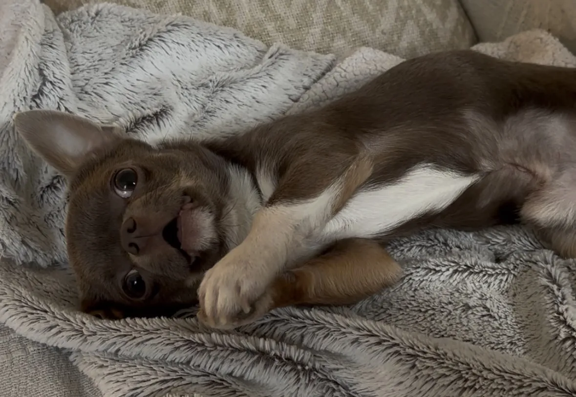 Chihuahua qui joue, caractère vif et espiègle