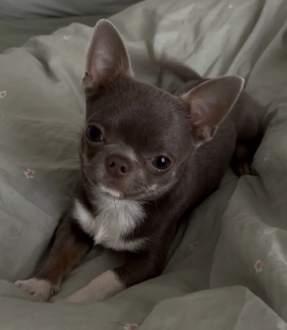 Chihuahua dark chocolate au repos — sérénité