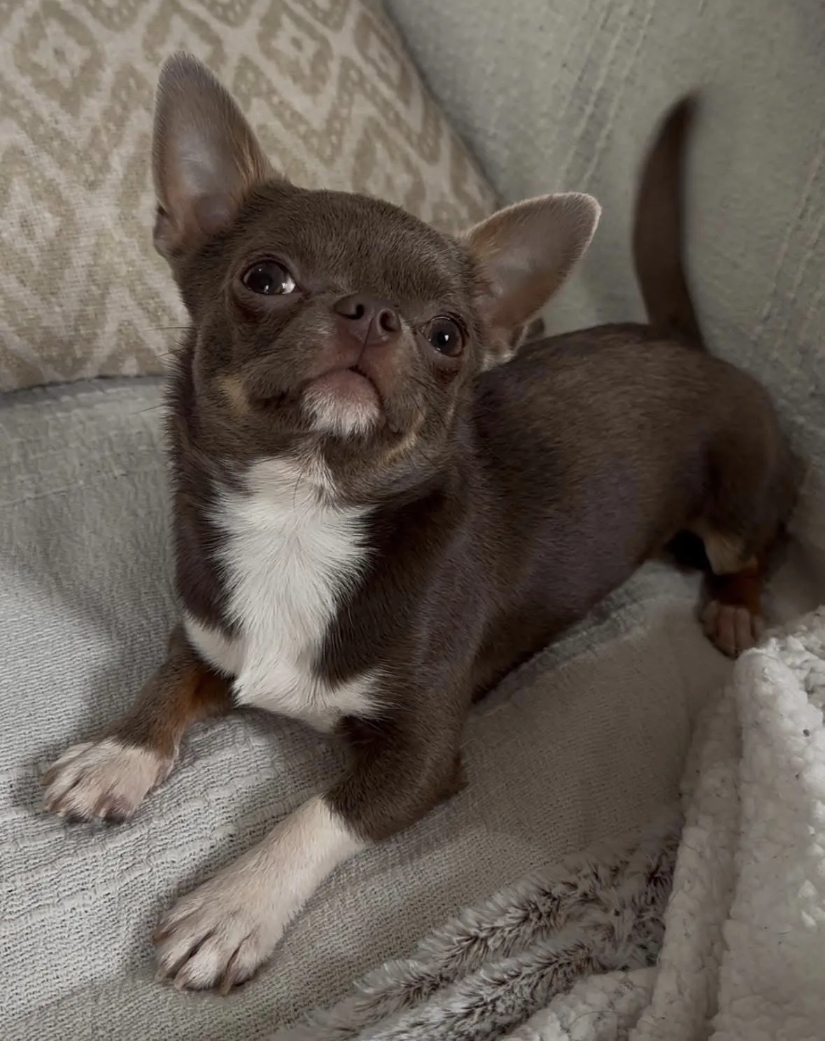 Chihuahua apple face couleur rare — Plump Fluffy Cub's